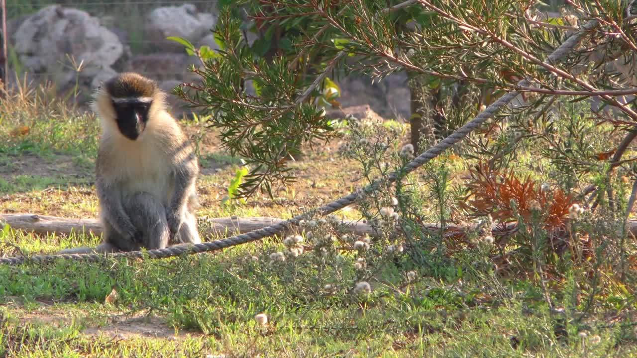 Stock Video Monkey In The Zo Animated Wallpaper - Free Download