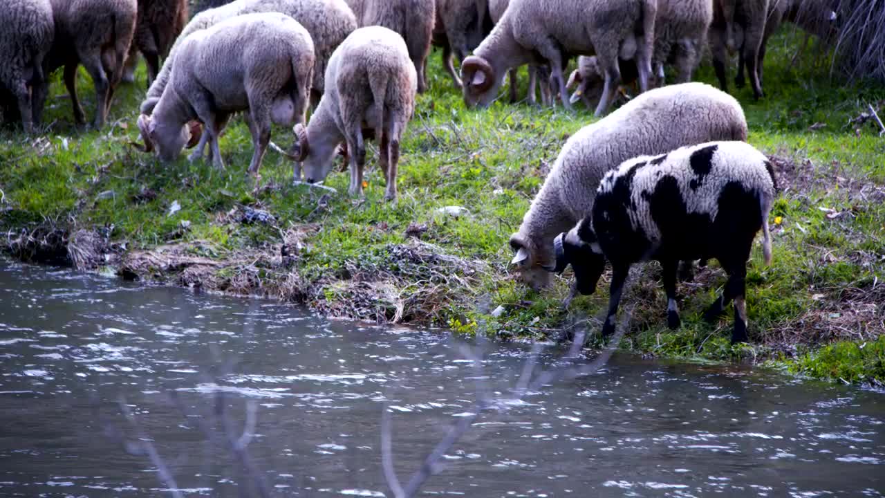 Free Stock Video Sheep Grazing By A River Live Wallpaper - Free Download