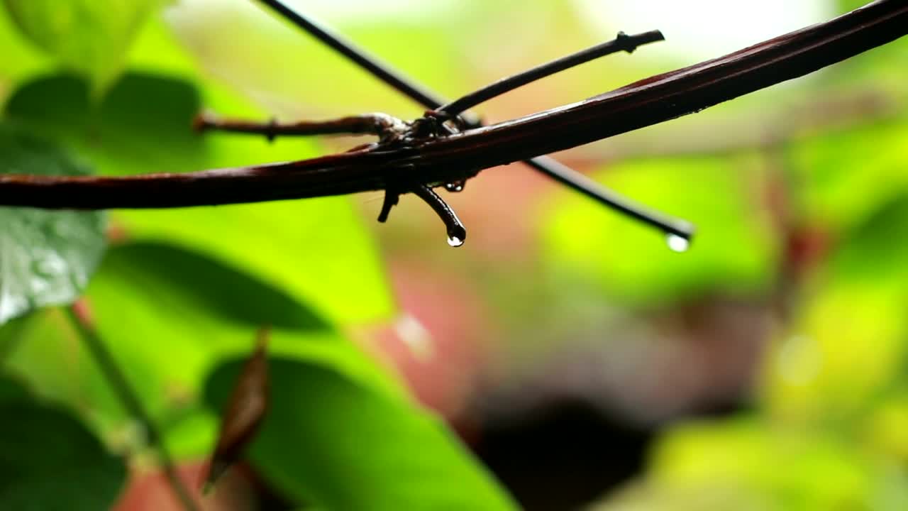 Video Stock Rain Drops After A Storm Live Wallpaper Free - Free Download