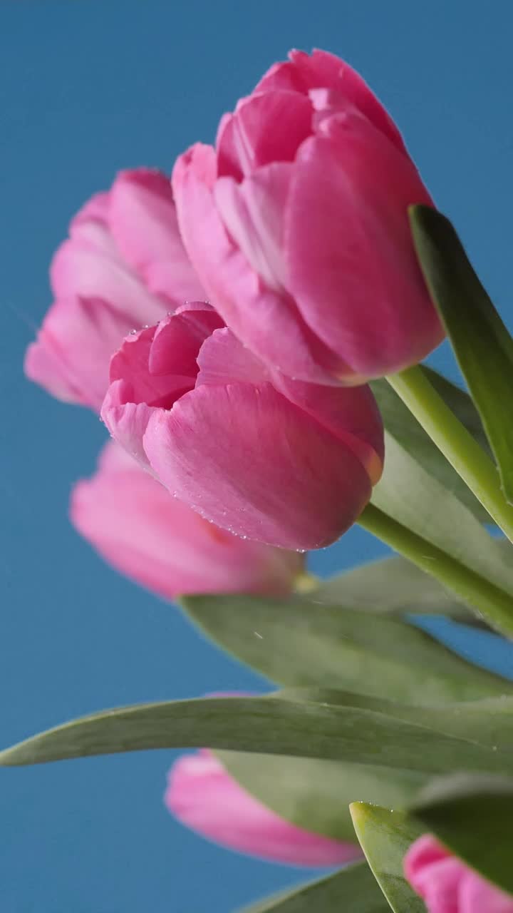 Video Stock Pink Tulips Being Watered Live Wallpaper Free - Free Download