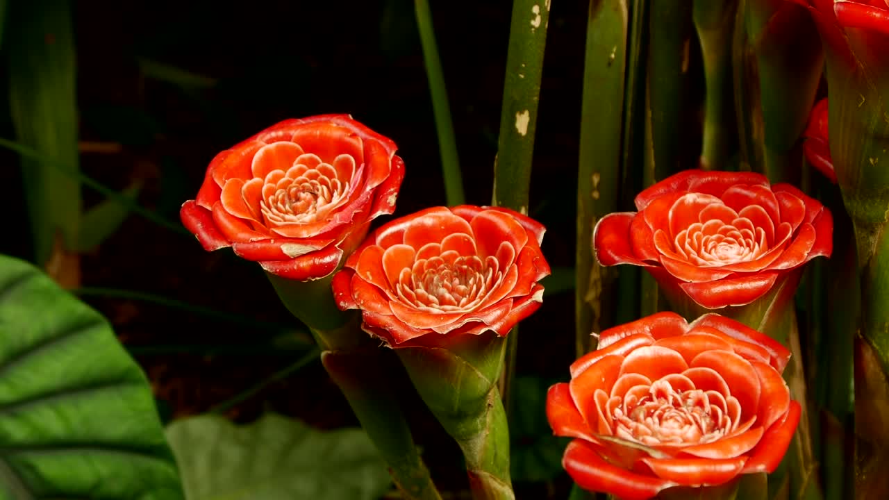 Free Stock Video Wild Orange Roses Live Wallpaper - Free Download