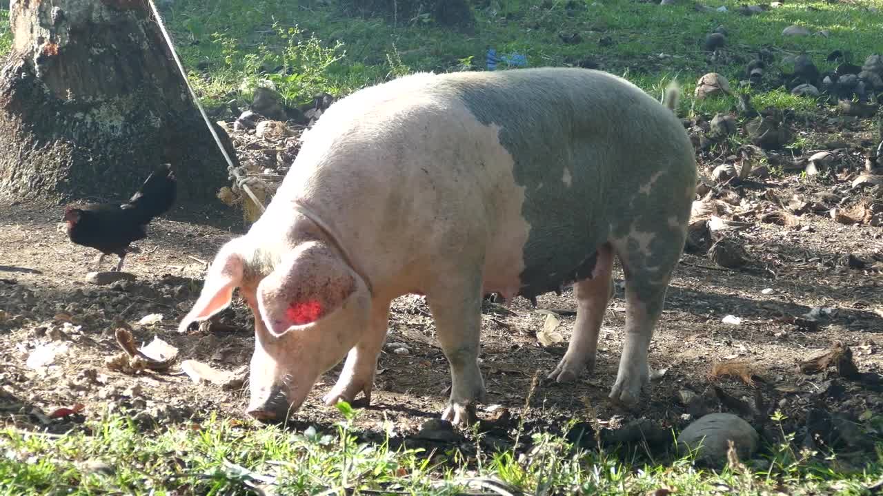 Video Stock Pig Attached With A Rope To A Tree Eats From Live Wallpaper Free - Free Download
