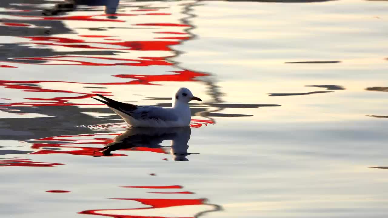 Free Stock Video Seagulls Floating In The Calm Water Live Wallpaper - Free Download
