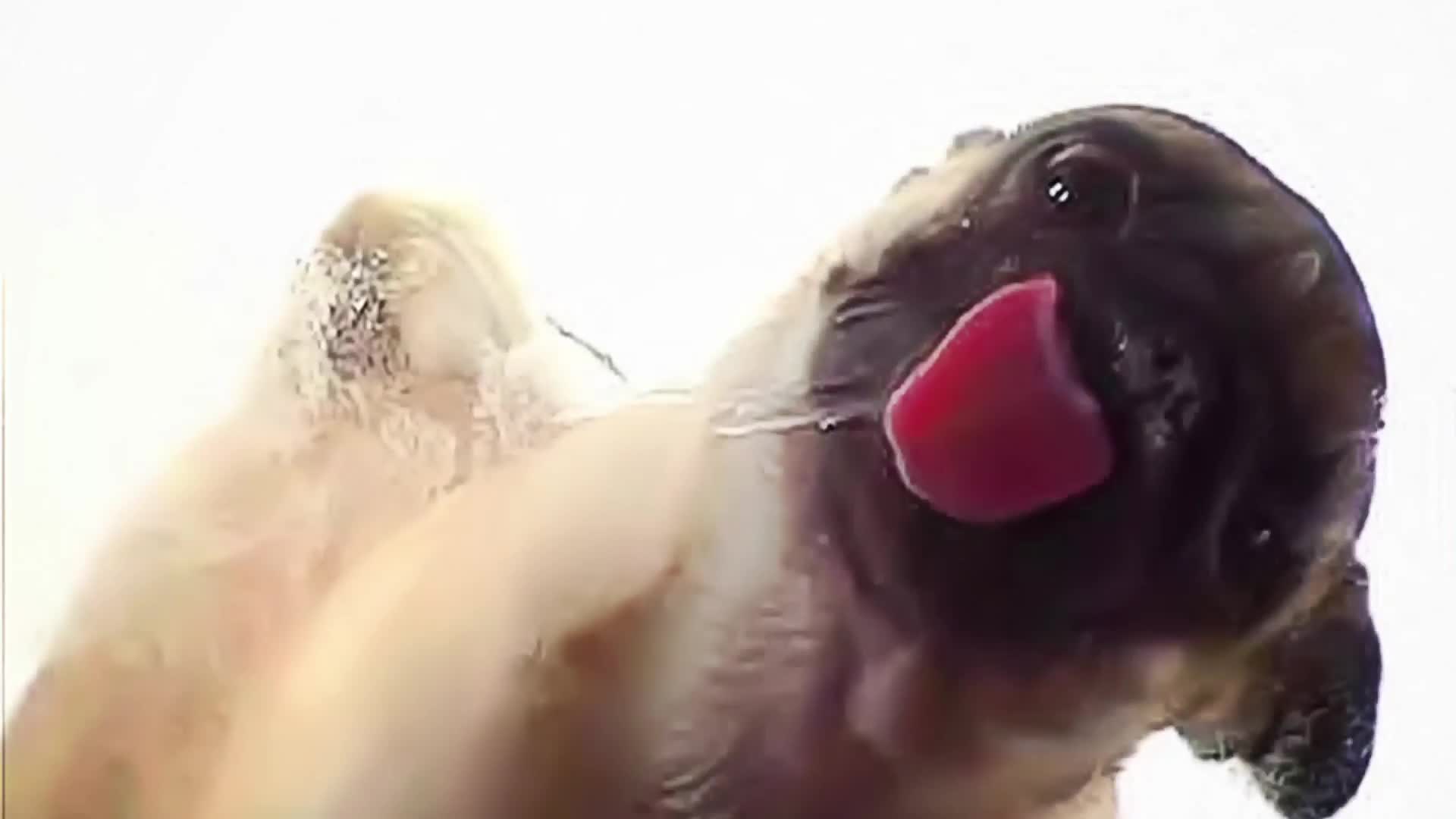 Screenclean  Dog  Animals  Live  Wallpaper - Free Download