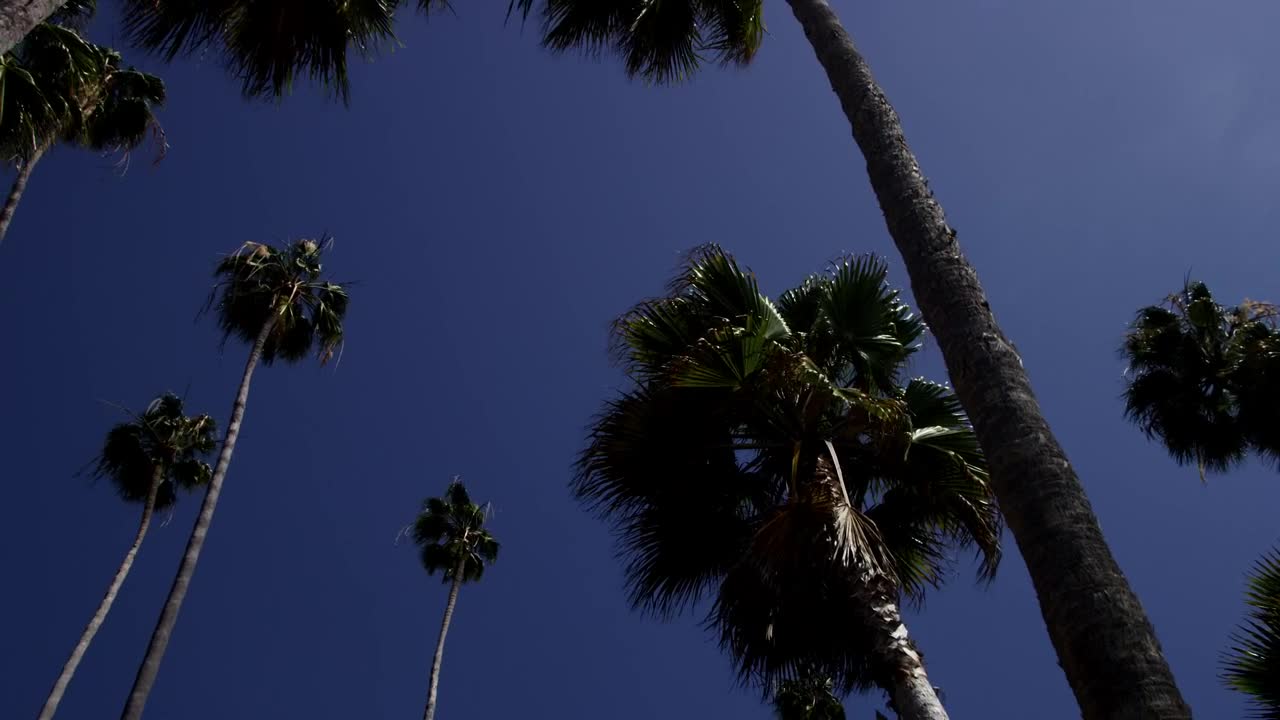 Stock Video Low Shot Of Tall Palm Trees And Blue Sky Animated Wallpaper - Free Download