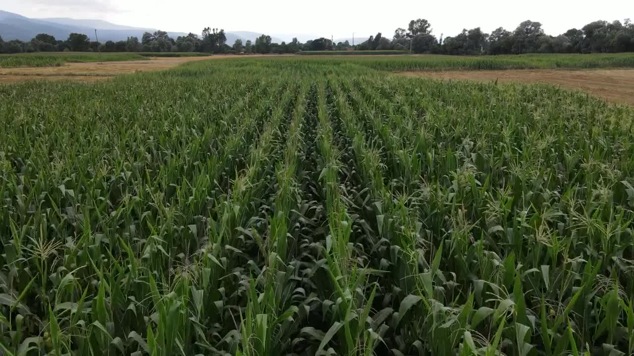 Free Video Stock Slow Air Travel Over A Wide Field Of Corn Live Wallpaper - Free Download