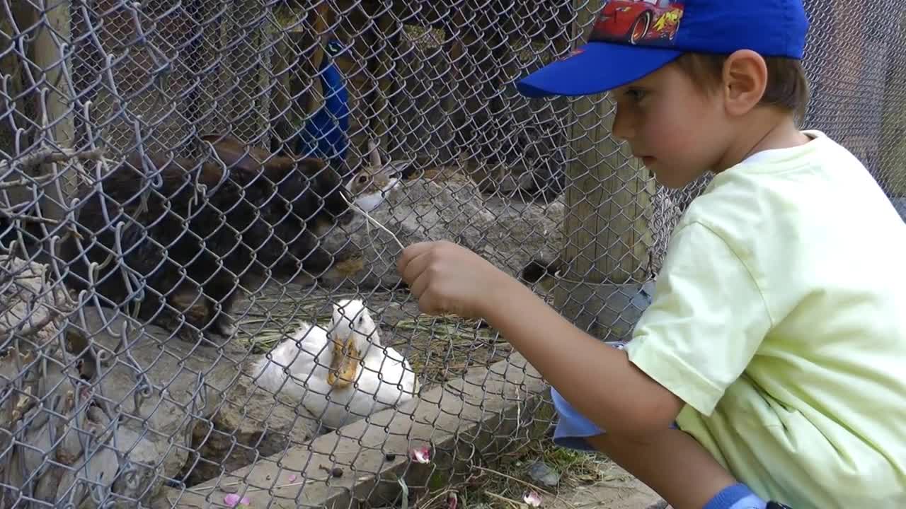Stock Video Little Boy Feeding Rabbits In A Cage Animated Wallpaper - Free Download