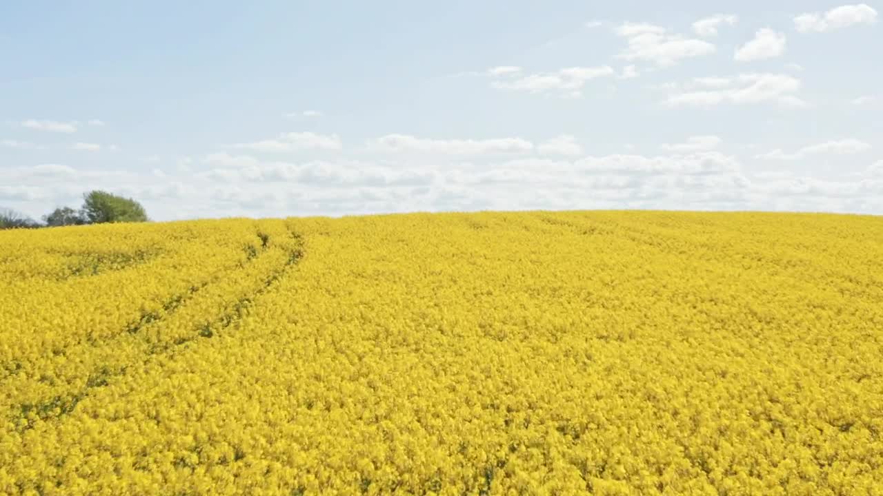 Stock Video Drone Flying Over Crops Live Wallpaper For PC - Free Download