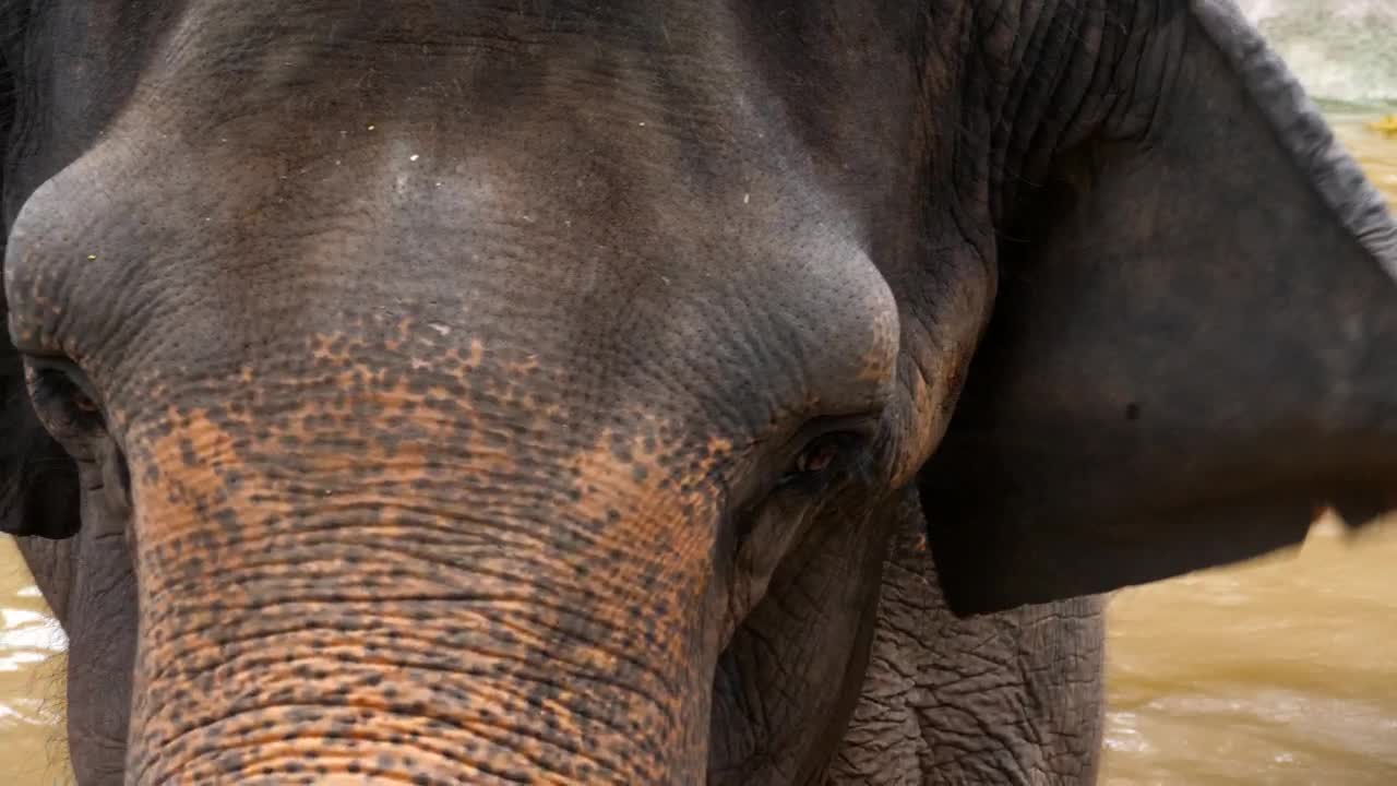 Stock Video Elephant Face Closeup Live Wallpaper For PC - Free Download