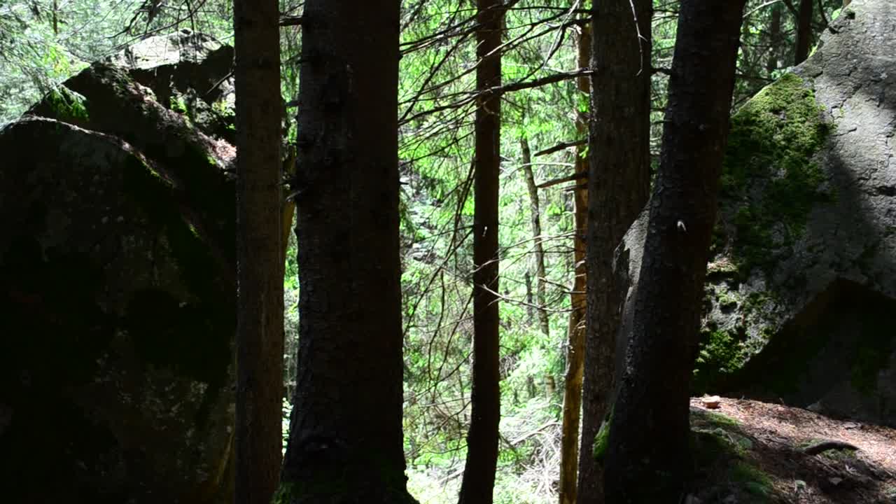 Video Stock Pines Casting A Shadow Live Wallpaper Free - Free Download