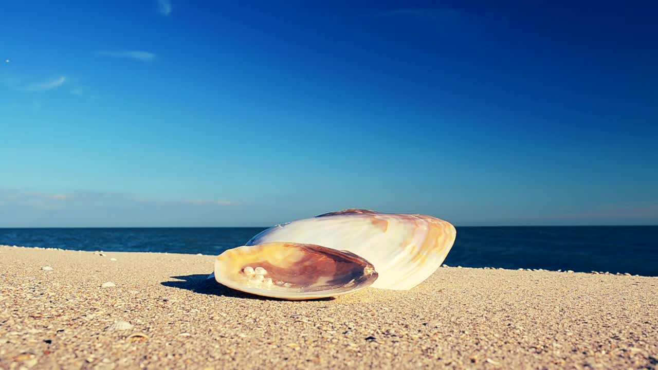 Free Stock Video Shell Washed Ashore On The Beach Live Wallpaper - Free Download