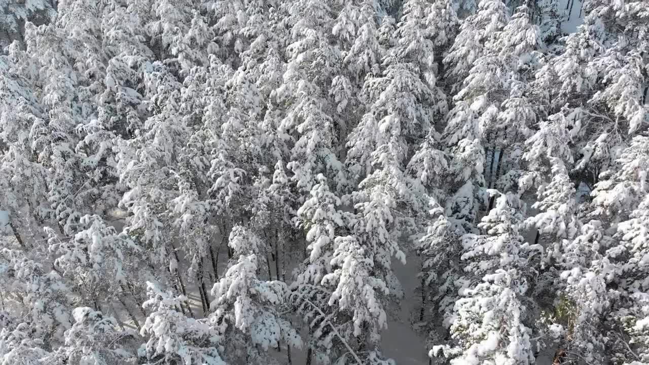 Stock Video Over The Treetops Of A Snowy Forest Live Wallpaper - Free Download