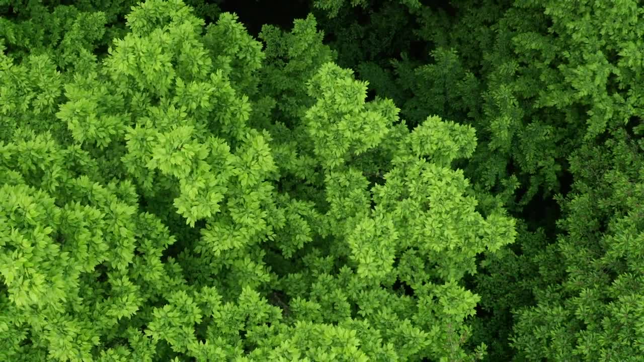 Stock Video Forest Of Dense Trees From The Heights Live Wallpaper For PC - Free Download
