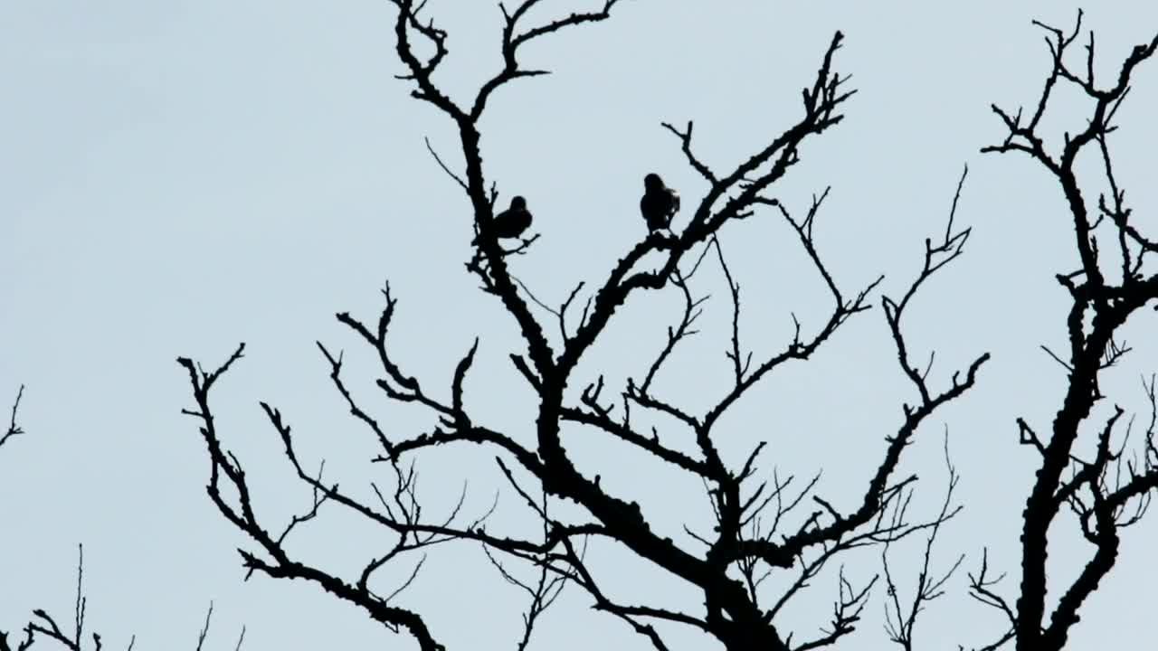 Stock Video Crows Against A Clear Sky Live Wallpaper For PC - Free Download
