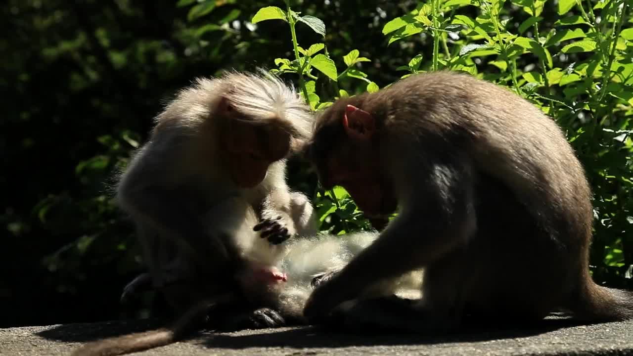 Free Stock Video Wild Monkey Family Live Wallpaper - Free Download