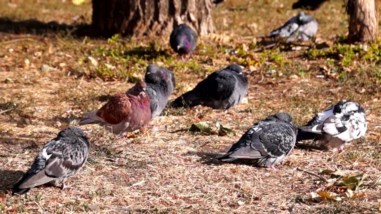 Stock Video Doves On The Ground Live Wallpaper For PC - Free Download