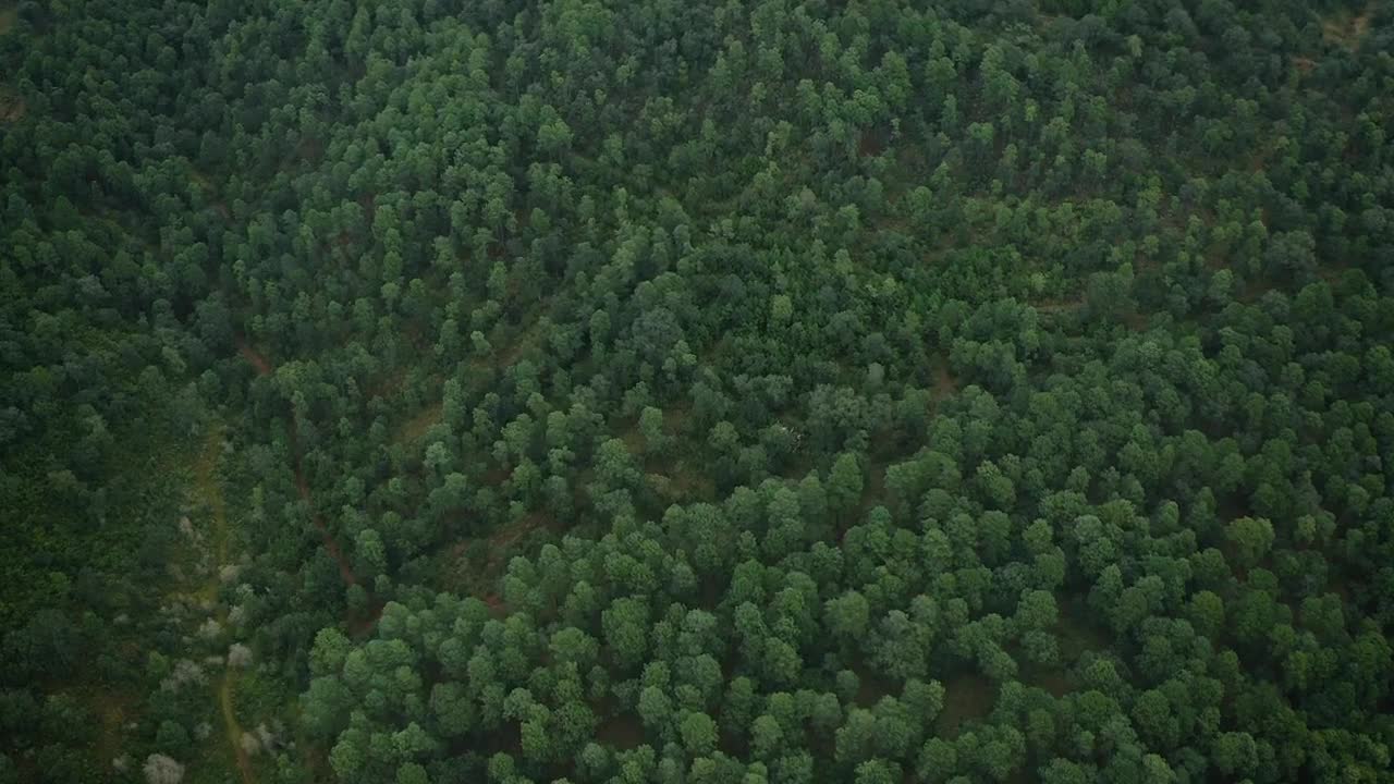 Stock Video Green Woods Live Wallpaper For PC - Free Download