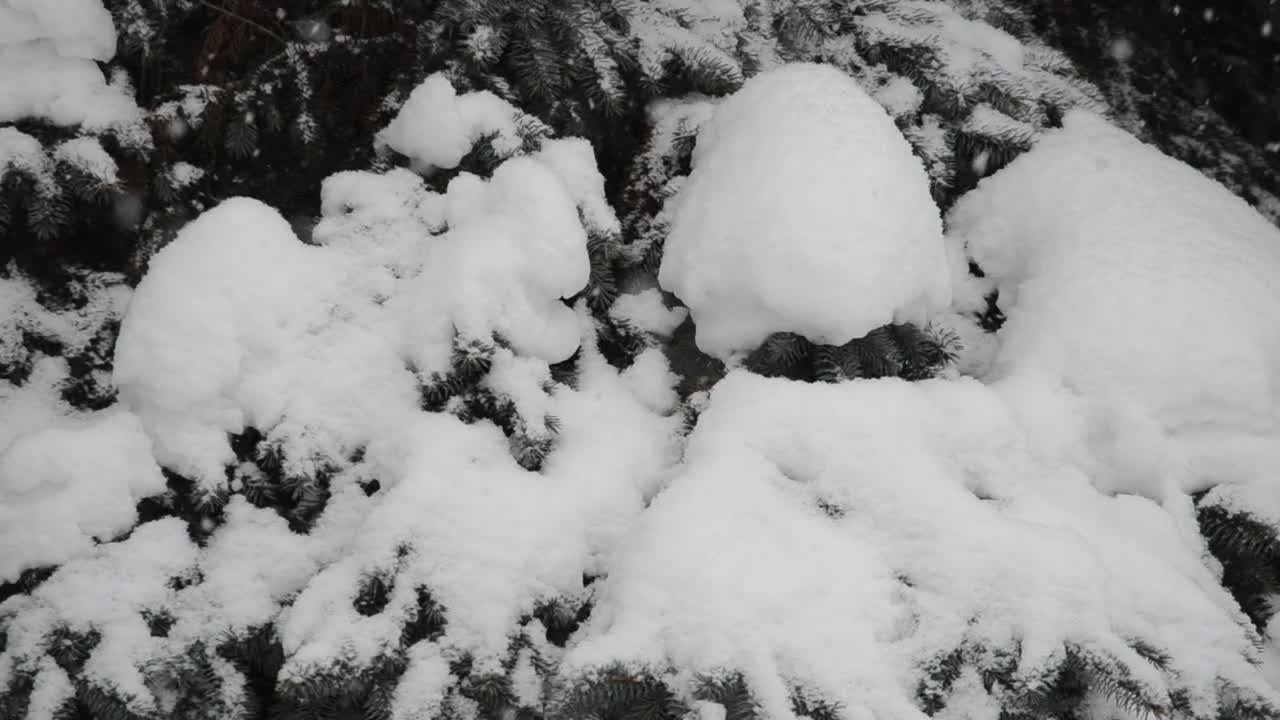 Free Video Stock Snow Covered Woodland Live Wallpaper - Free Download
