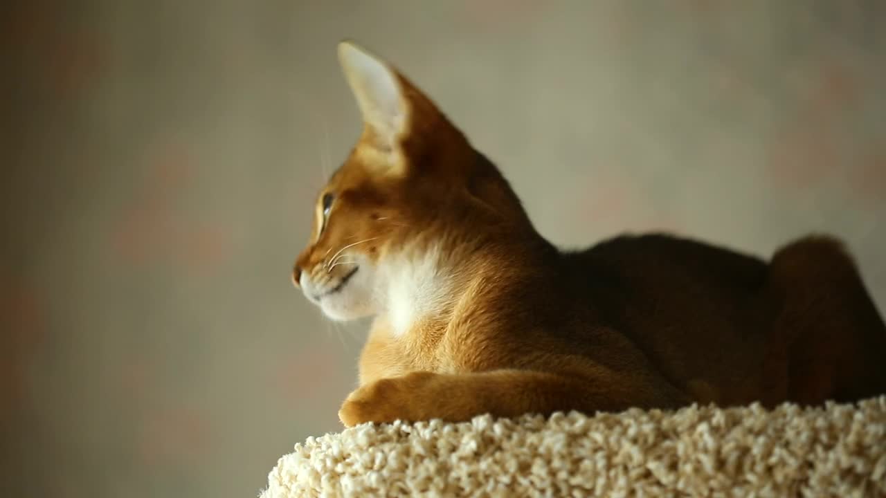 Video Stock Calm Kitten Resting Live Wallpaper For PC - Free Download