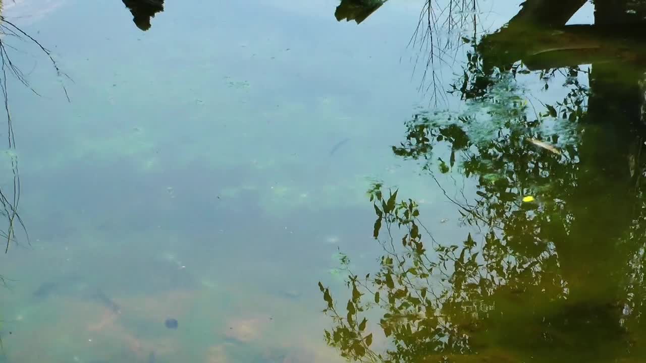 Free Stock Video Turtle Family On A Log In The Lake Live Wallpaper - Free Download