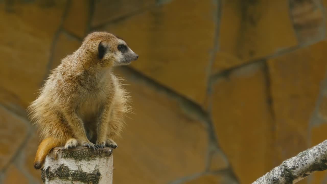 Stock Video Meerkat On A Tree Lo Animated Wallpaper - Free Download