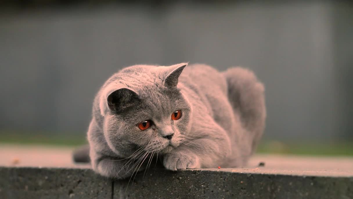 Lazy Grey Cat HD Live Wallpaper - Free Download