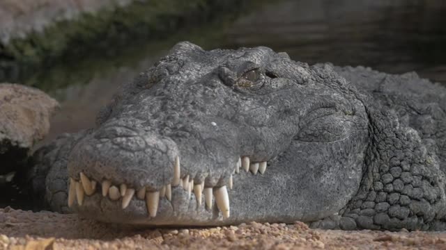 Stock Video Large Grey Crocodile Smal Animated Wallpaper - Free Download