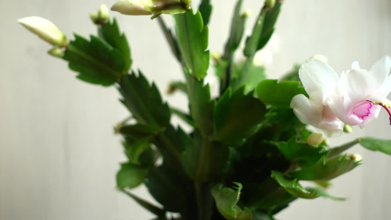 Stock Video Flowers In A Tall Vase Live Wallpaper For PC - Free Download