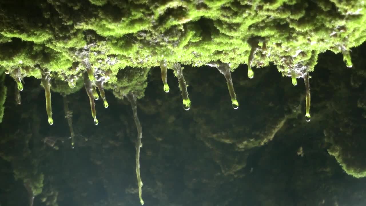 Stock Footage Water Drops Falling On A Cave Close Up Live Wallpaper - Free Download