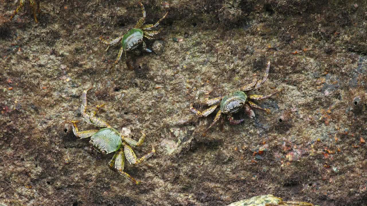 Free Video Stock three crabs on a rock at the beach Live Wallpaper - Free Download