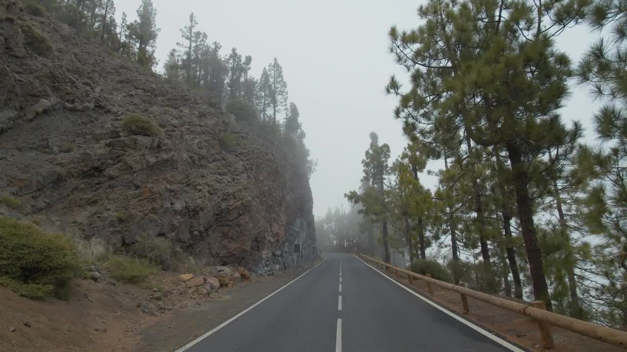 Stock Video Conifers Amongst Low Clouds Live Wallpaper For PC - Free Download