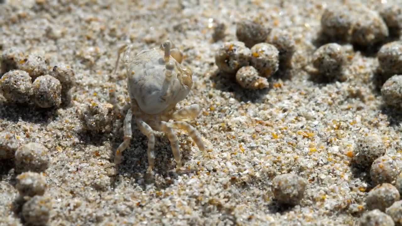 Stock Video Crab In The Beach Closeup Live Wallpaper For PC - Free Download