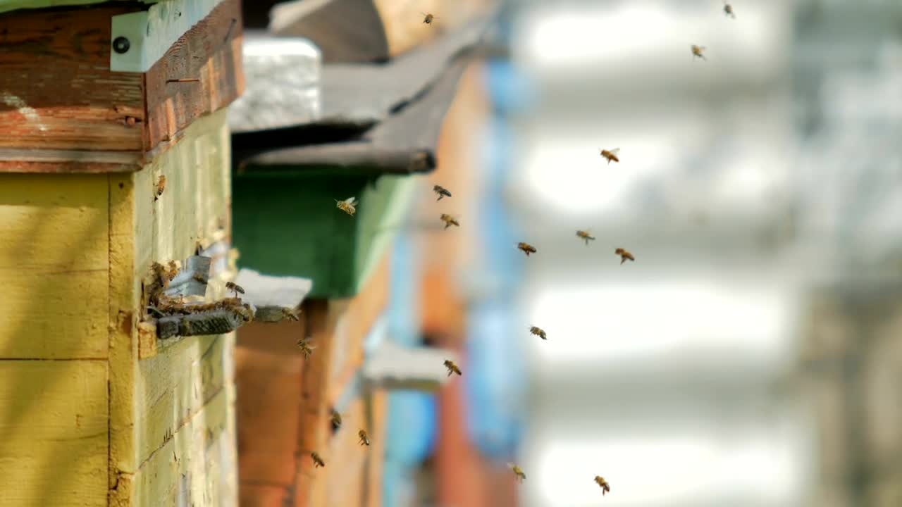 Stock Video Bees Flying On A Poultry Farm Live Wallpaper For PC - Free Download