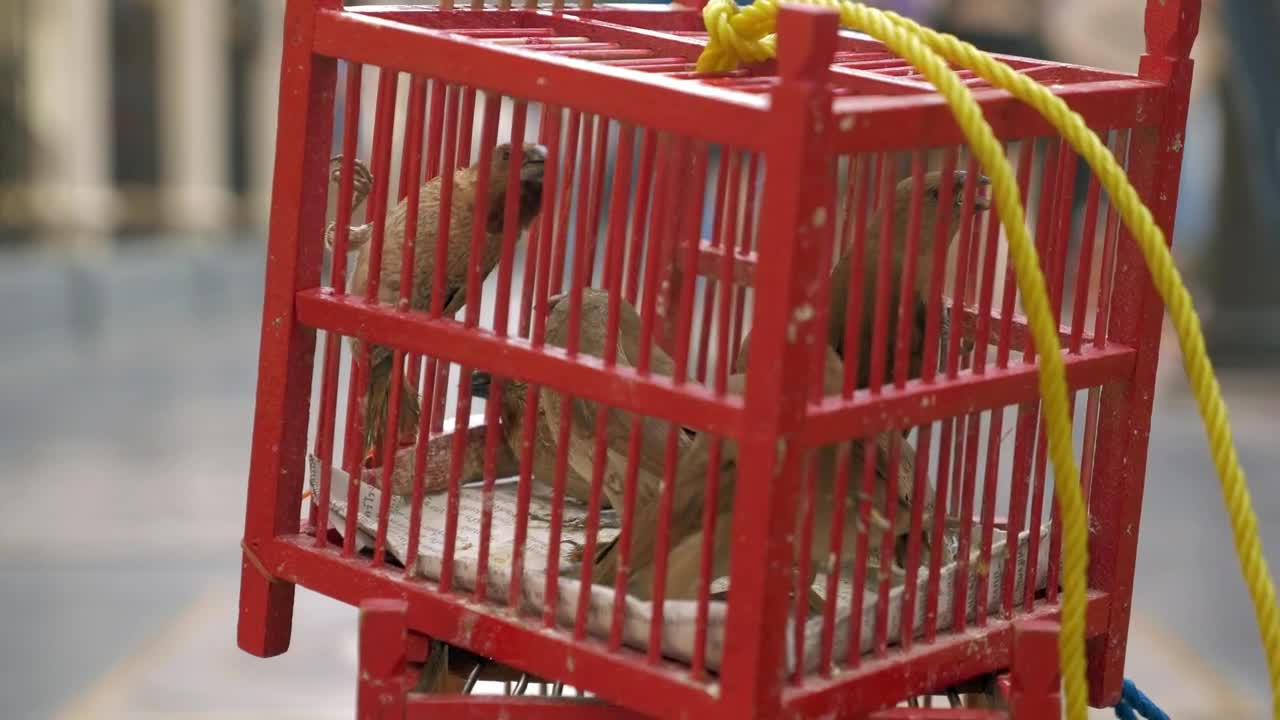Stock Video Birds For Sale In Thailand Live Wallpaper For PC - Free Download