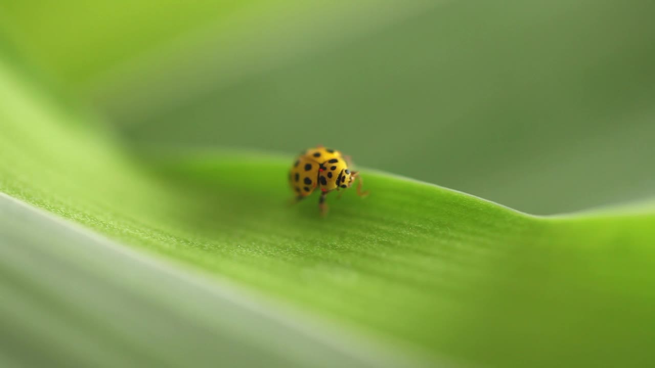 Stock Video Ladybug Standing On A Green Leaf Animated Wallpaper - Free Download