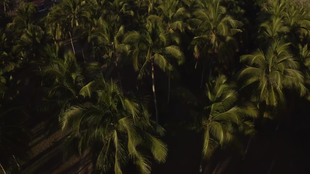 Stock Video Palm Treetops Live Wallpaper - Free Download