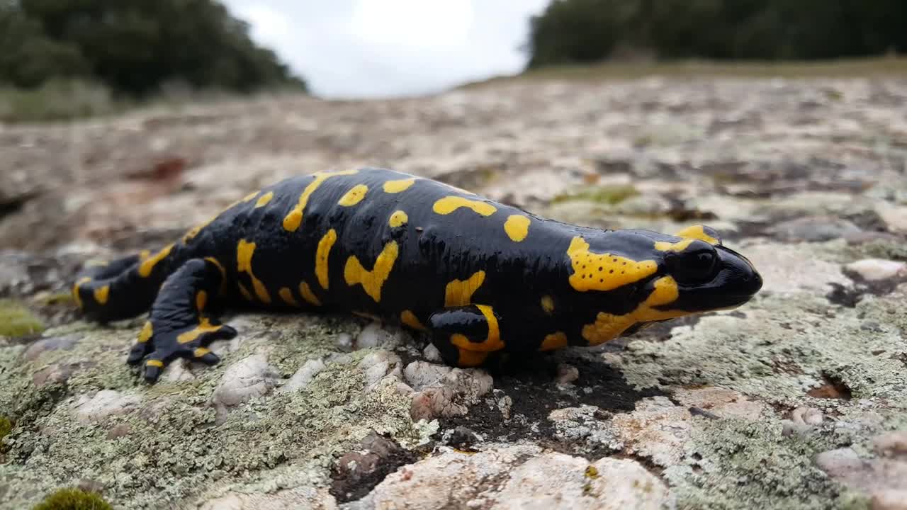 Free Stock Video Salamander On Rocks Live Wallpaper - Free Download
