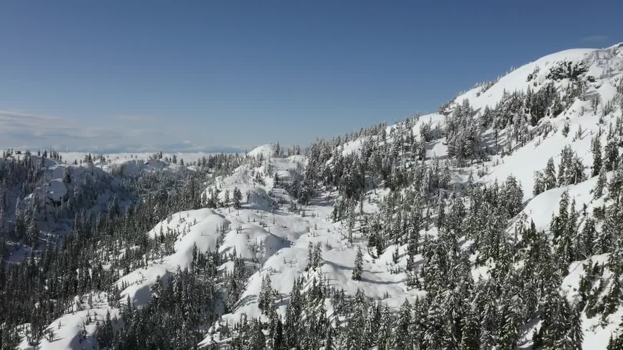 Free Stock Video Relief In A Snowy Pine Forest Live Wallpaper - Free Download
