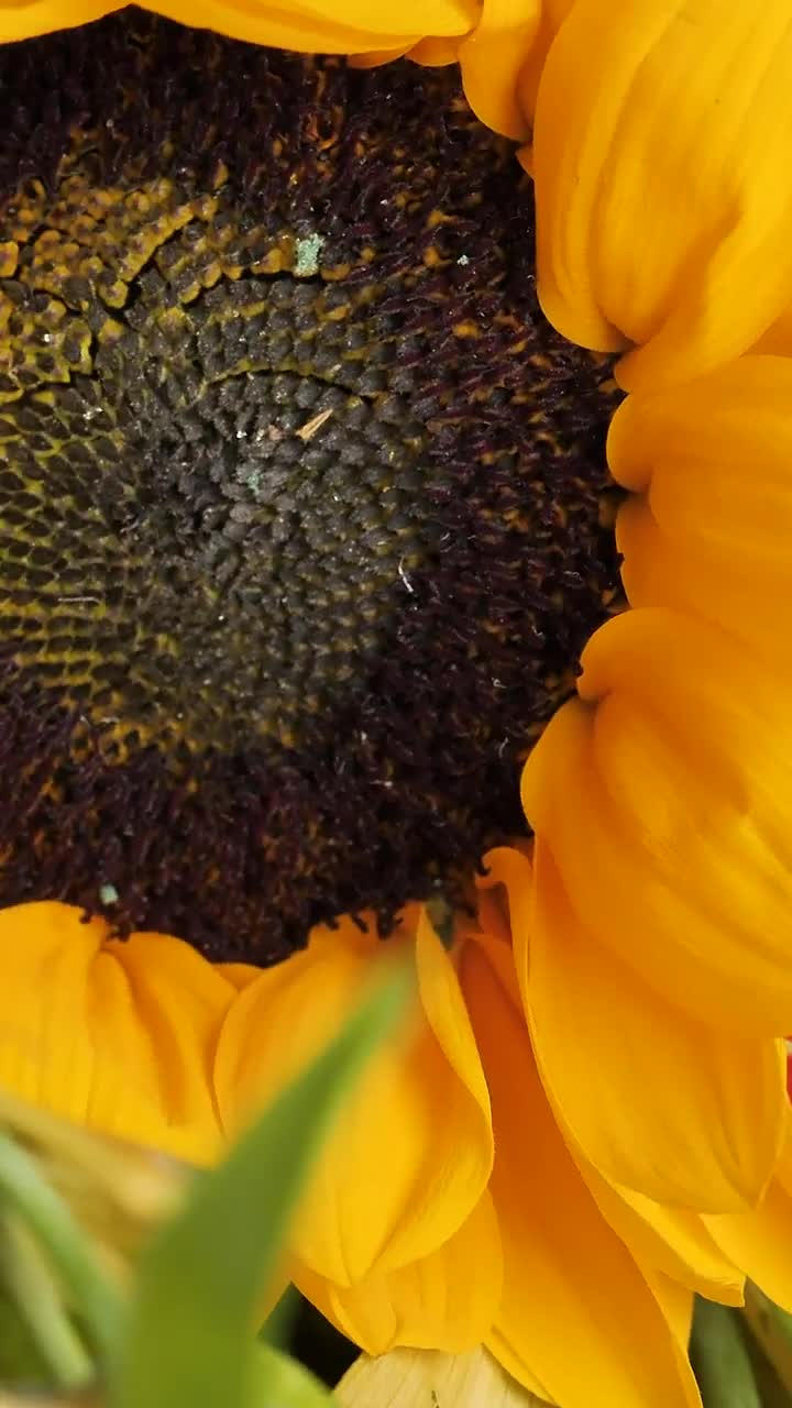 Free Video Stock Spinning Close Up Shot Of A Sunflower Live Wallpaper - Free Download
