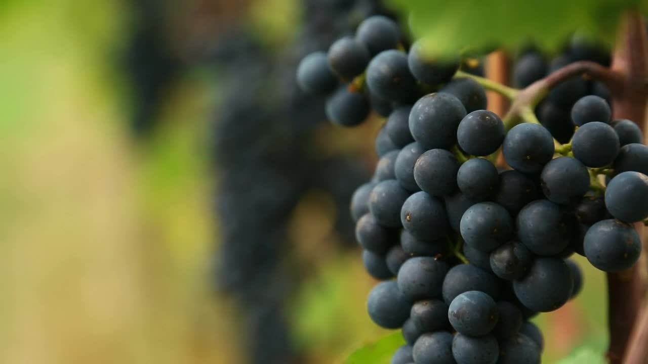 Stock Video Grape Clusters Live Wallpaper For PC - Free Download
