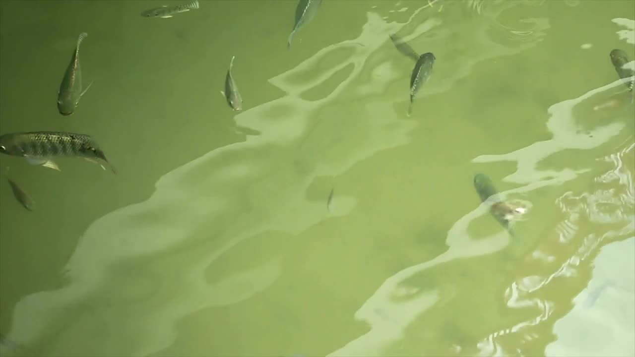 Stock Video Fish Swimming Just Below The Surface Live Wallpaper For PC - Free Download
