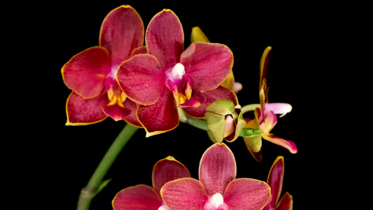 Video Stock Red Orchid Opens On Black Background Live Wallpaper Free - Free Download