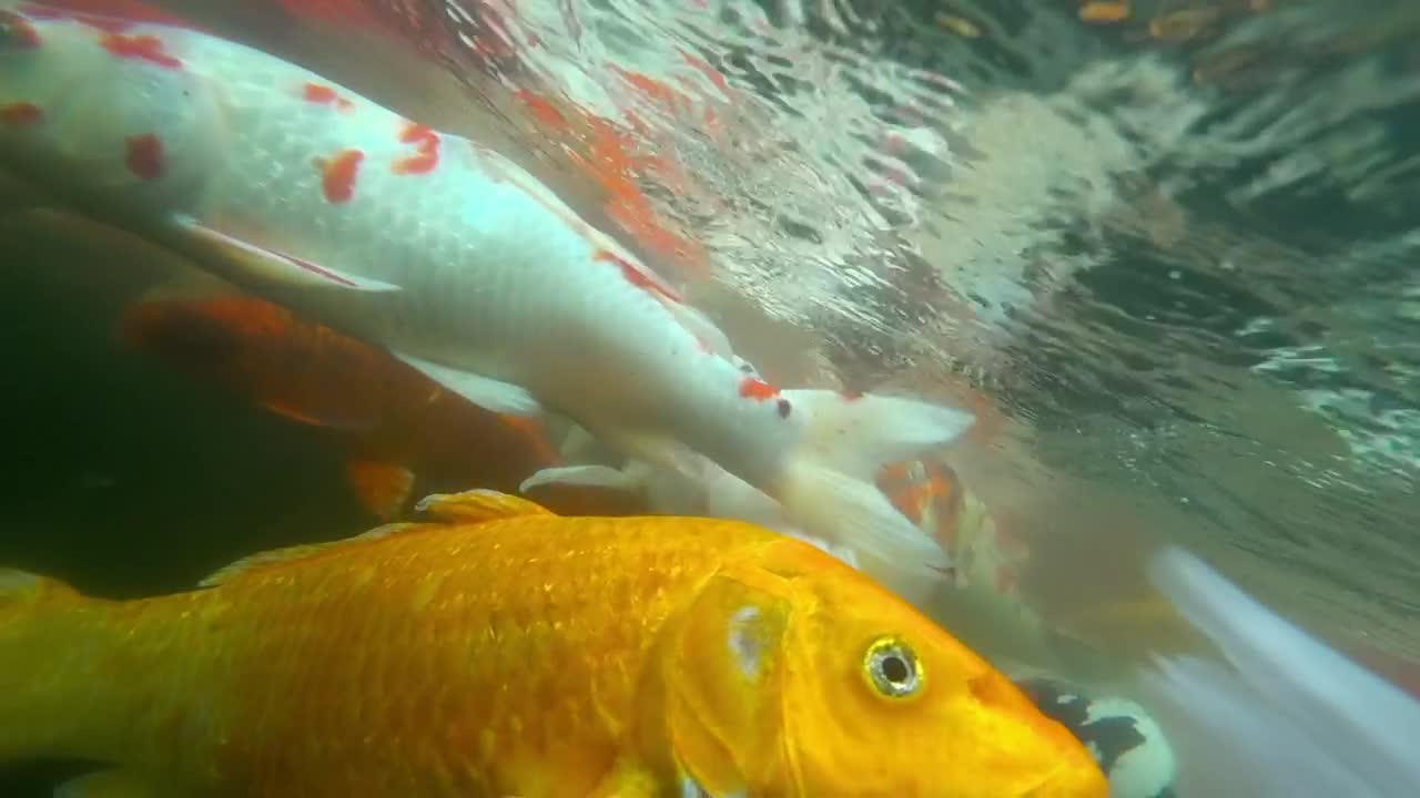 Stock Video Koi Fish Swimming Animated Wallpaper - Free Download