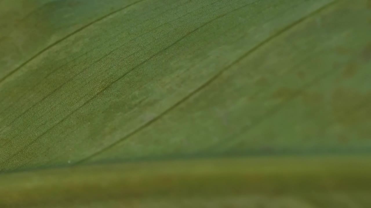 Stock Video Green Leaf Surface Macro Closeup Live Wallpaper For PC - Free Download