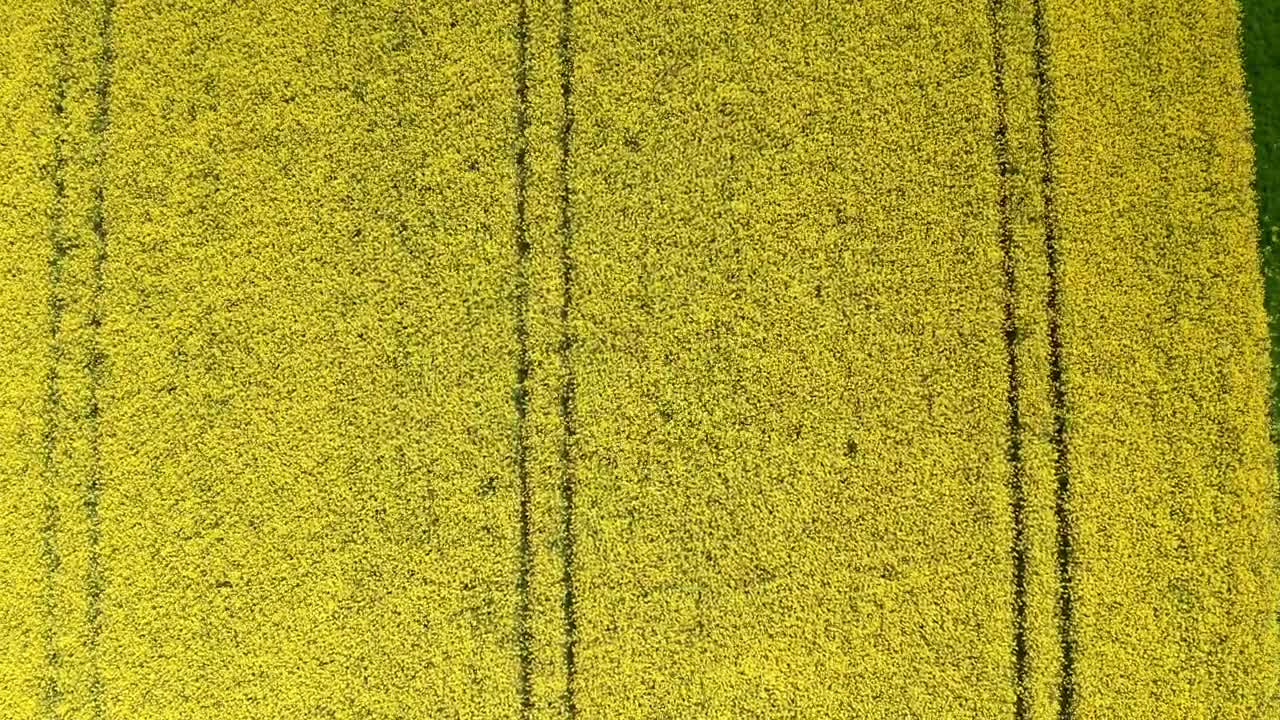 Free Video Stock tractor lanes in a field Live Wallpaper - Free Download
