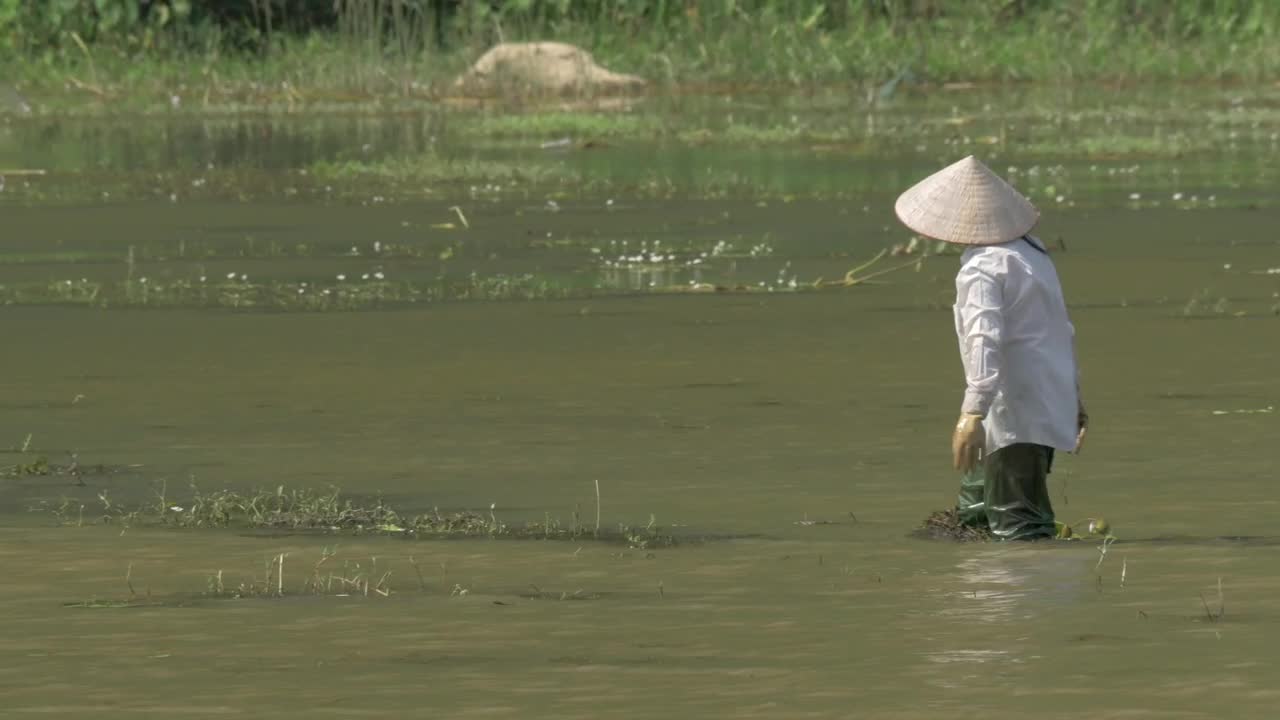 Stock Footage Vietnamese Worker In A Field Live Wallpaper - Free Download