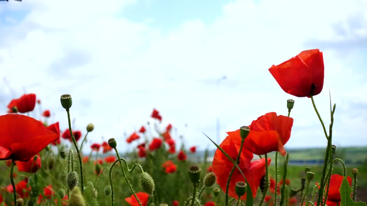 Video Stock Poppy Flowers Moving In The Wind Live Wallpaper Free - Free Download