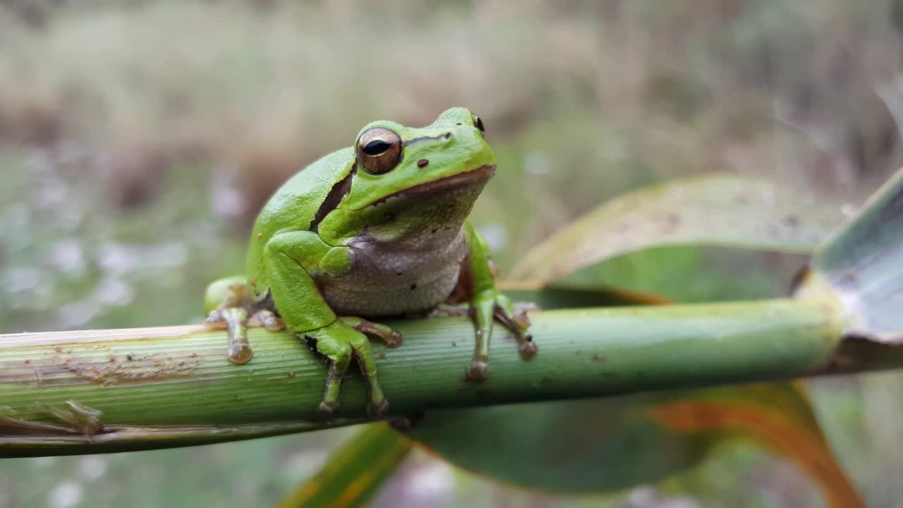 Stock Video Green Frog Sitting On A Branch Live Wallpaper For PC - Free Download