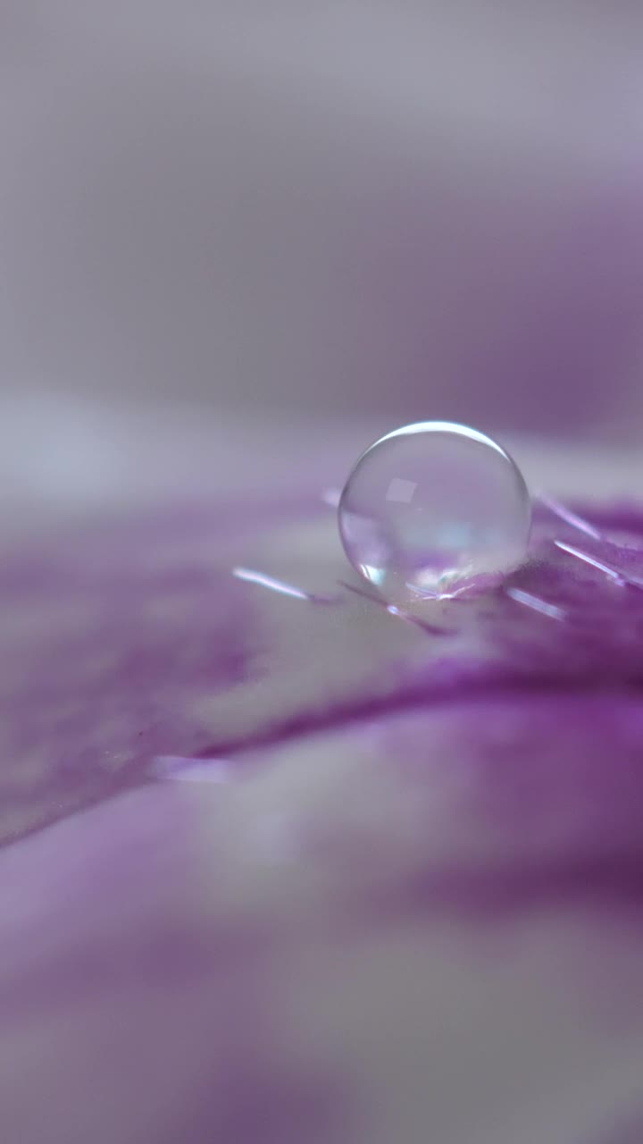 Stock Video Lilac Sprayed With Water With Focus On Its Details Animated Wallpaper - Free Download