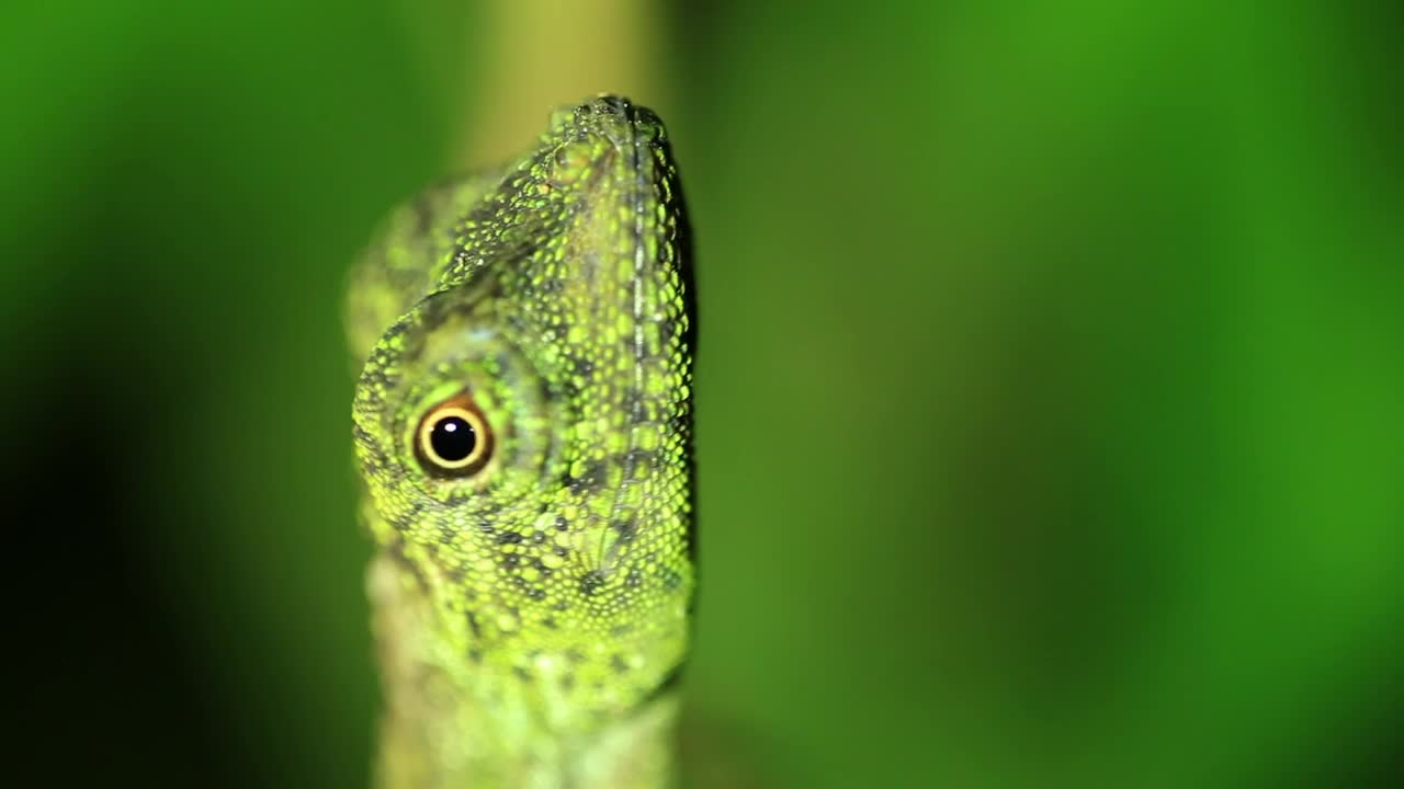 Stock Video Gecko Slowly Turning Live Wallpaper For PC - Free Download